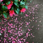 蒼佳　俊